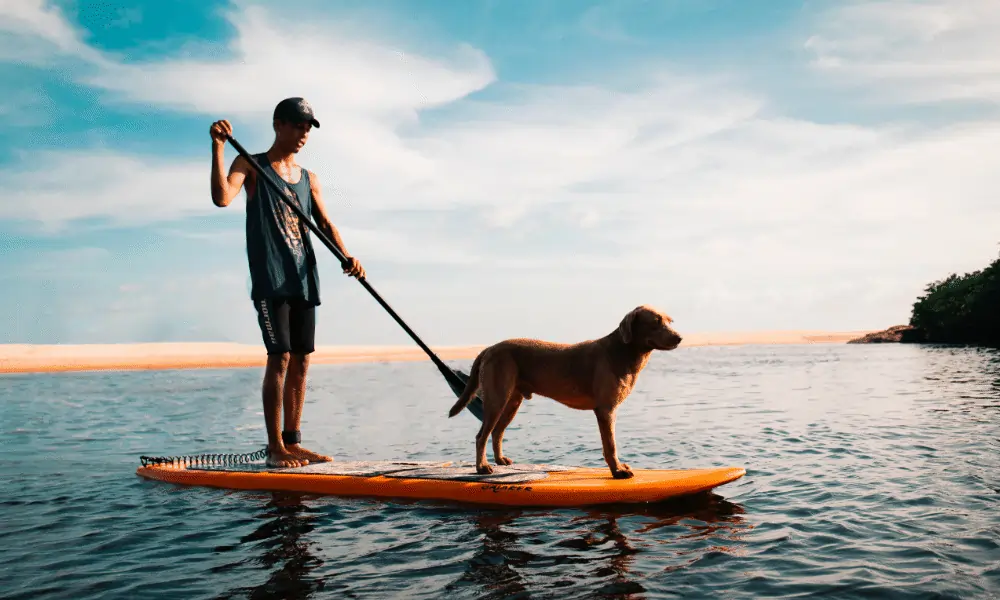 Die Besten SUP - Stand Up Paddles